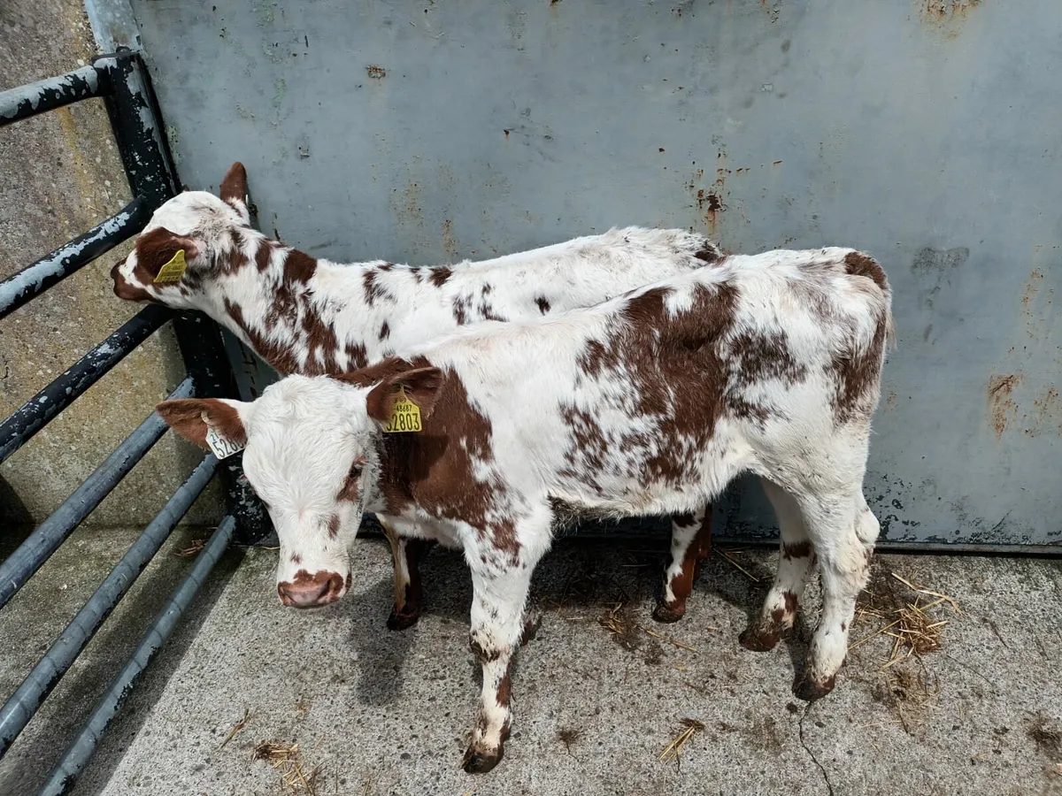 2 shorthorn heifers - Image 4