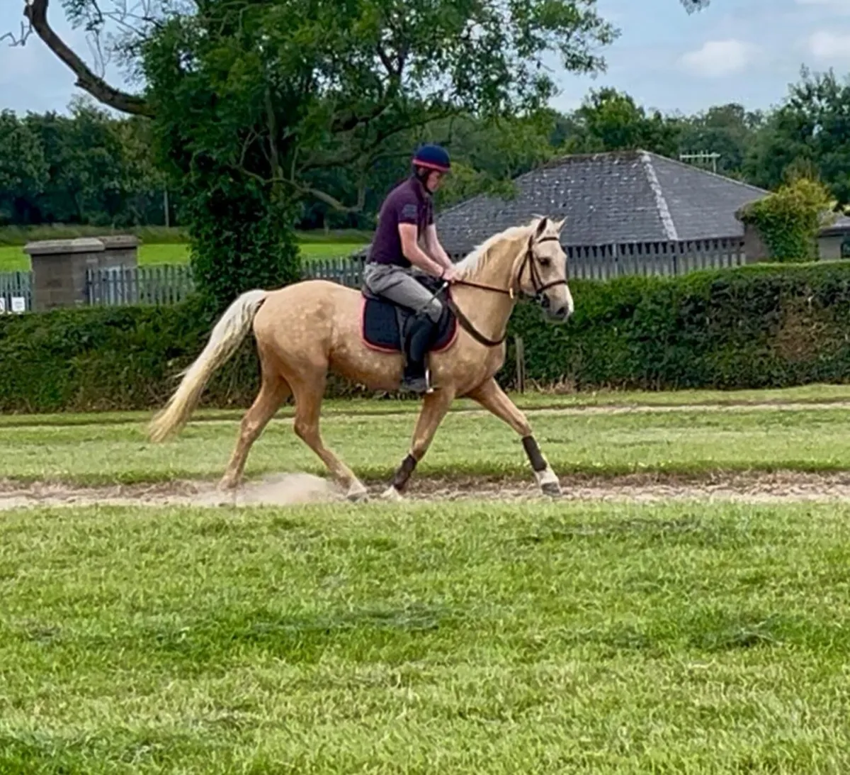 Lot 427 Gorsebridge 3rd July - Image 2