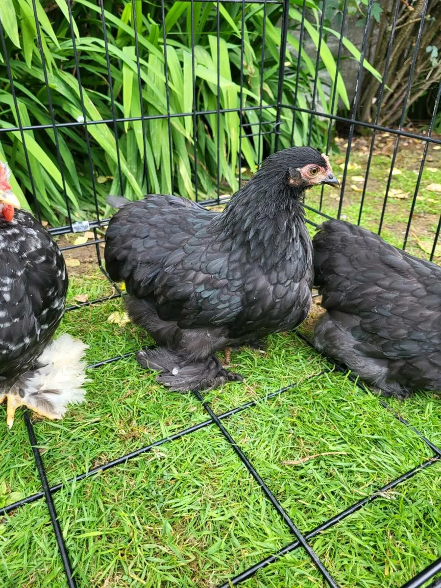 Pekins - Image 1