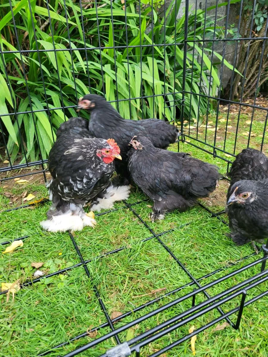 Pekins - Image 2