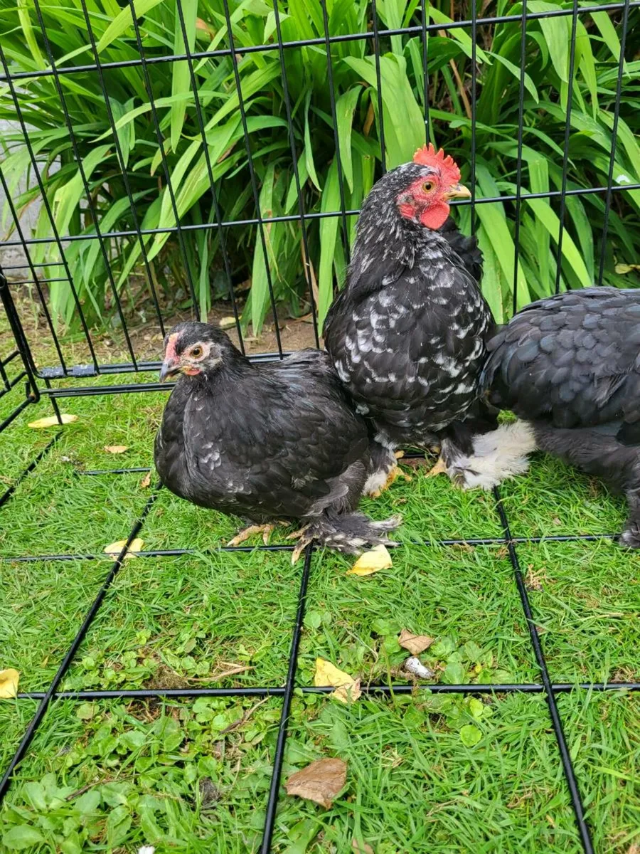 Pekins - Image 3