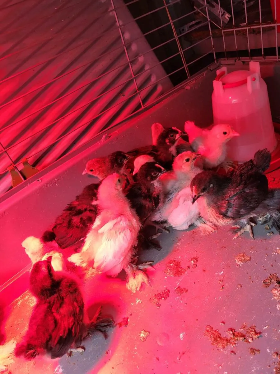 Pekins - Image 4