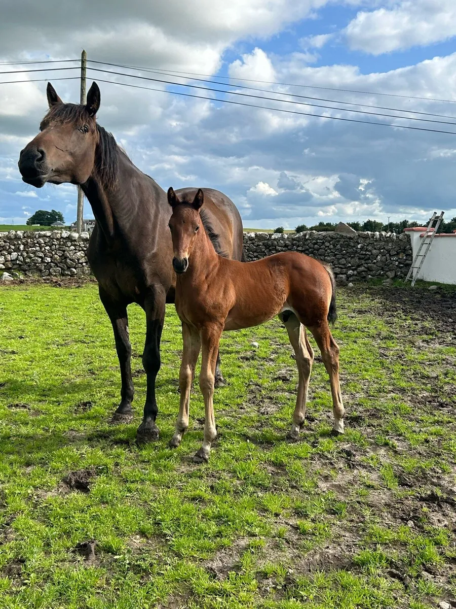 5 yr old Ish mare - Image 1