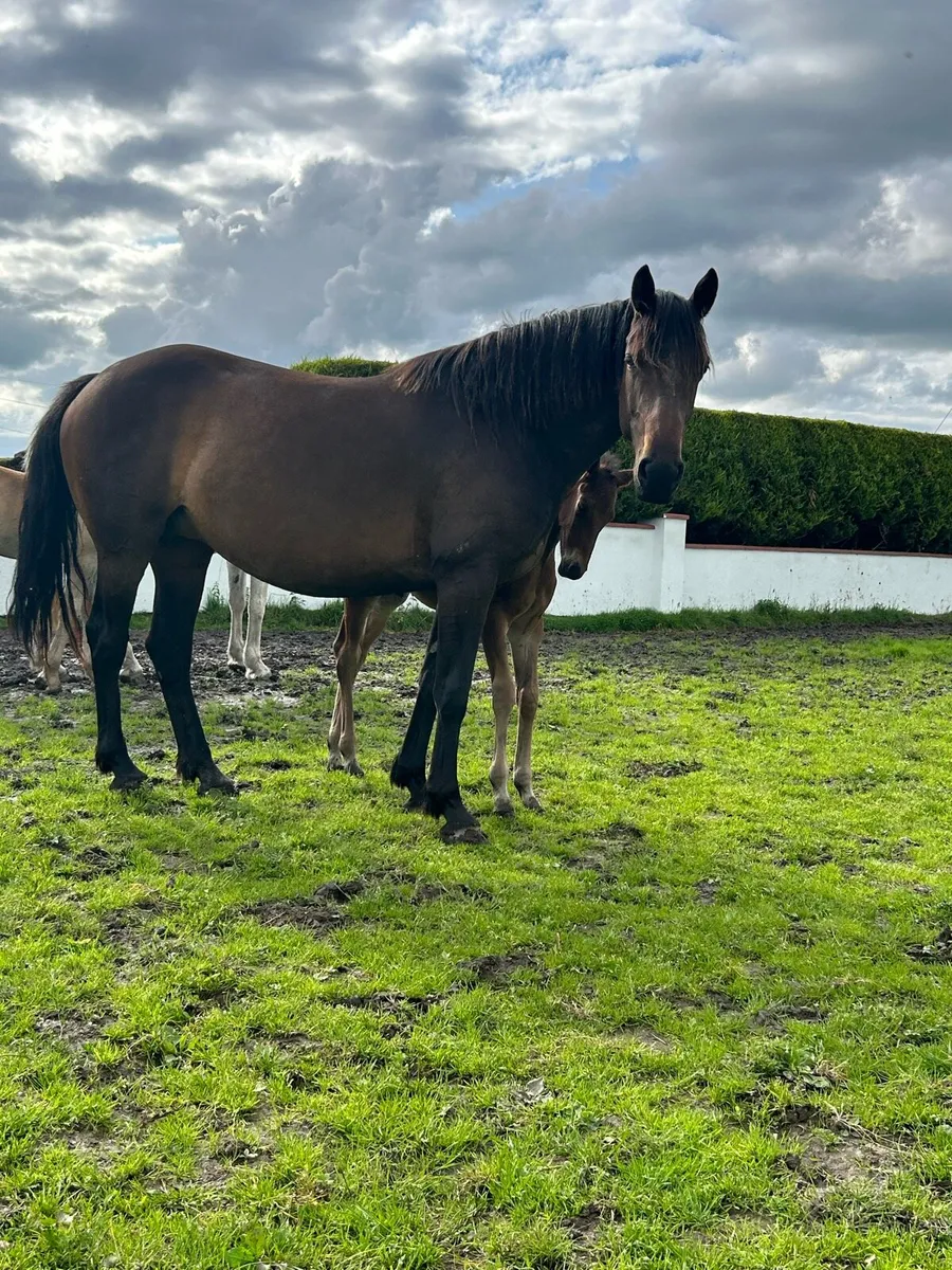 5 yr old Ish mare - Image 2