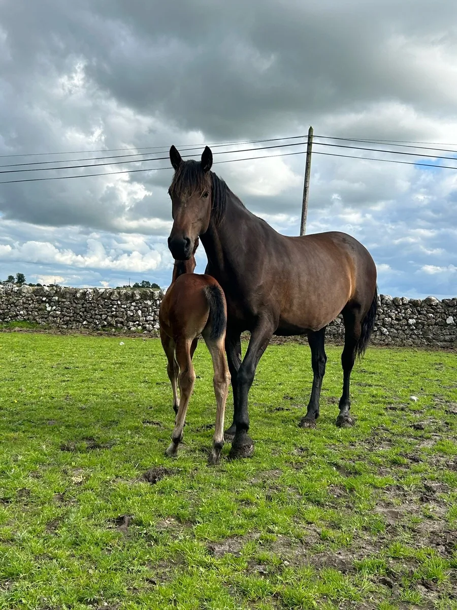 5 yr old Ish mare - Image 4