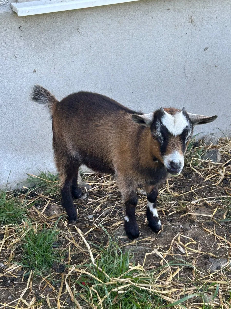 Pygmy goats - Image 2