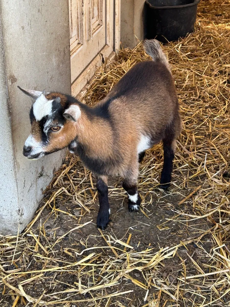 Pygmy goats - Image 3