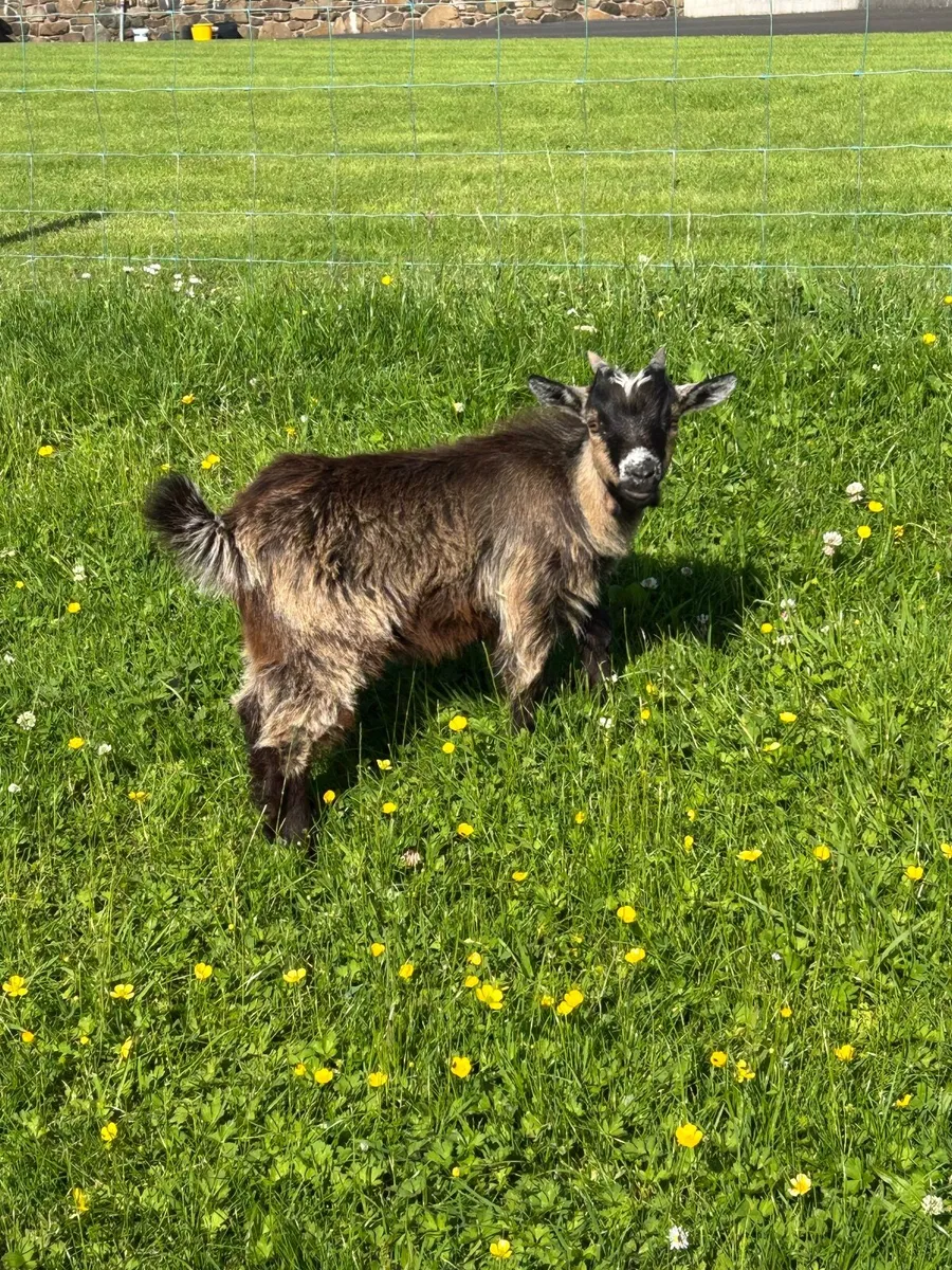 Pygmy goats - Image 4