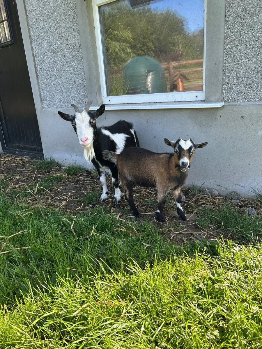 Pygmy goats - Image 1