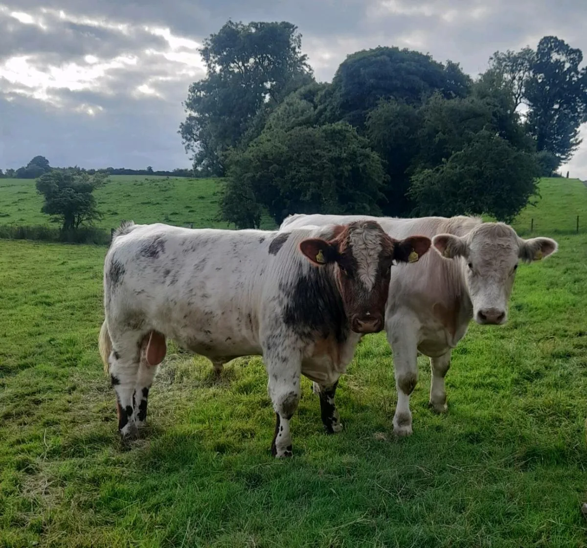 Pedigree Beef Shorthorn Bulls - Image 1