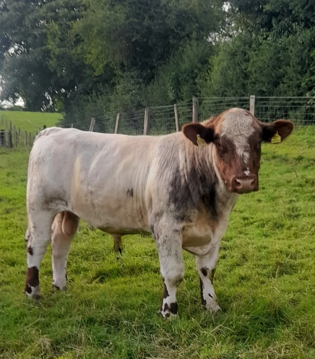 Pedigree Beef Shorthorn Bulls - Image 2