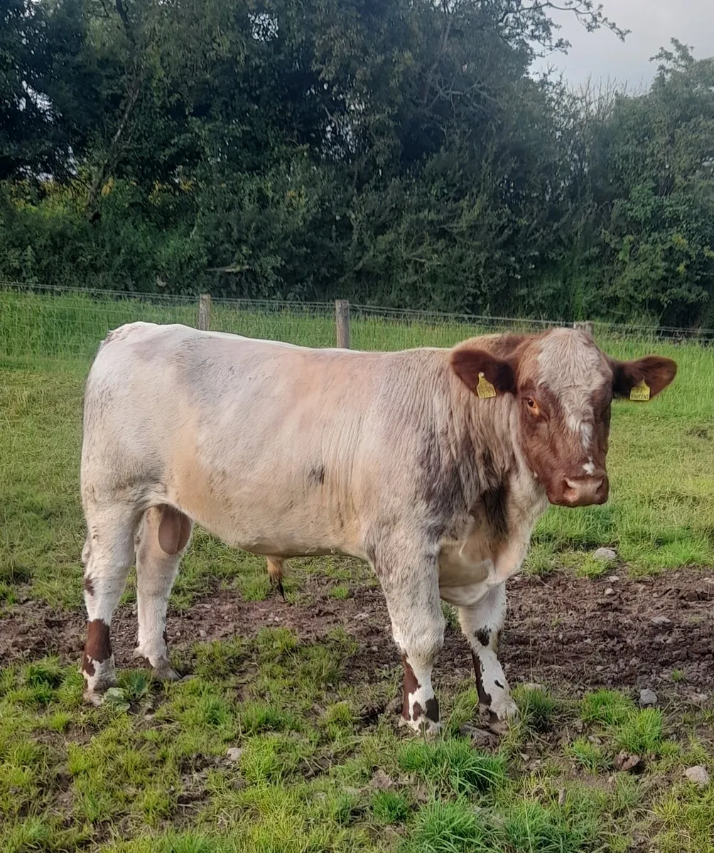 Pedigree Beef Shorthorn Bulls - Image 3