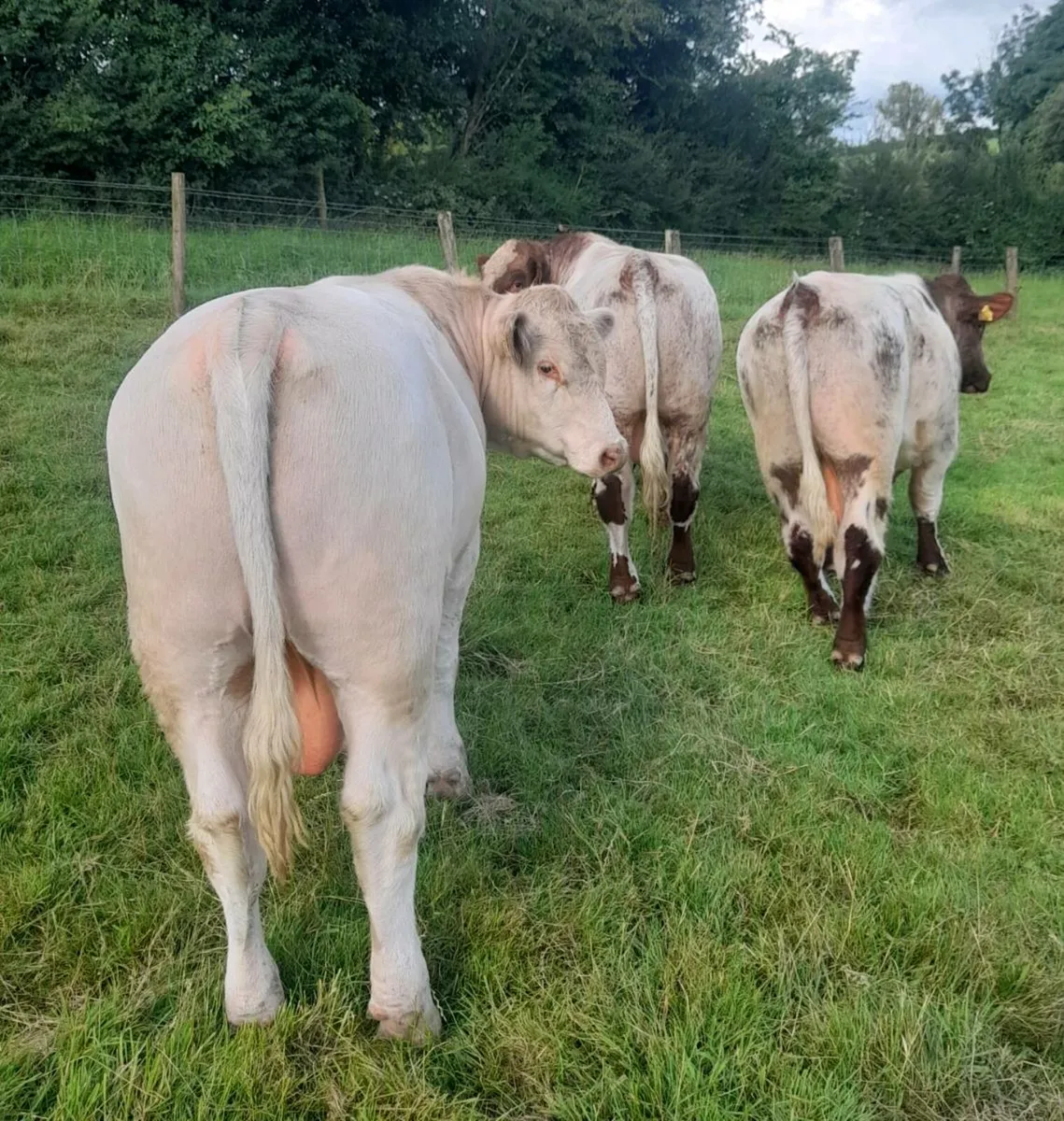 Pedigree white  Beef Shorthorn Bull - Image 2