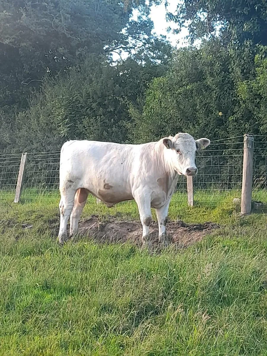 Pedigree white  Beef Shorthorn Bull - Image 1