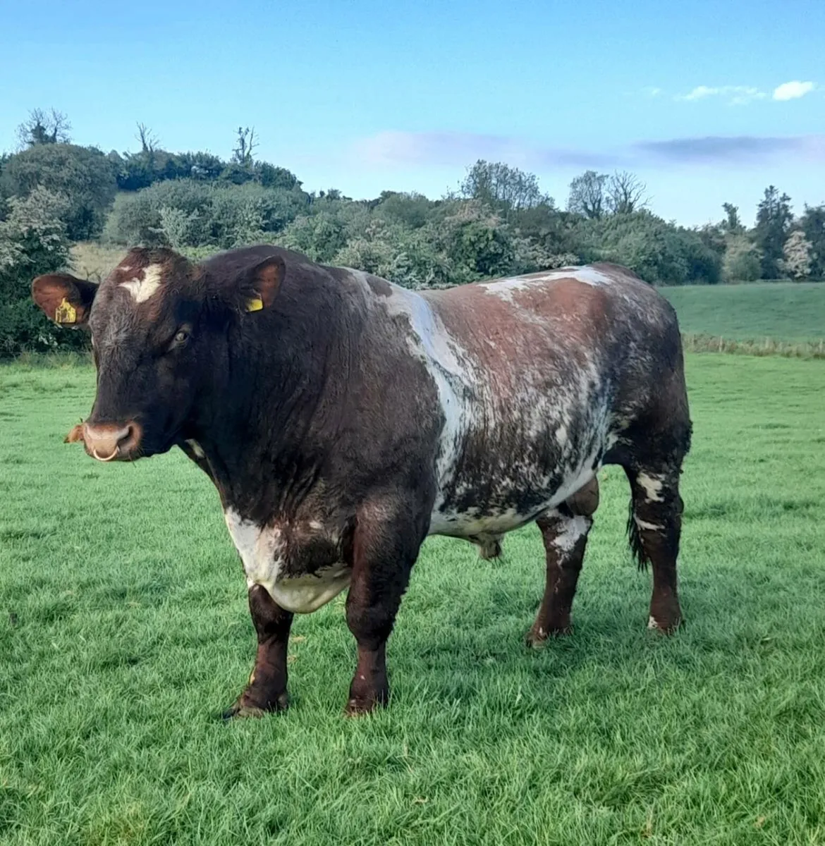 Pedigree white  Beef Shorthorn Bull - Image 3