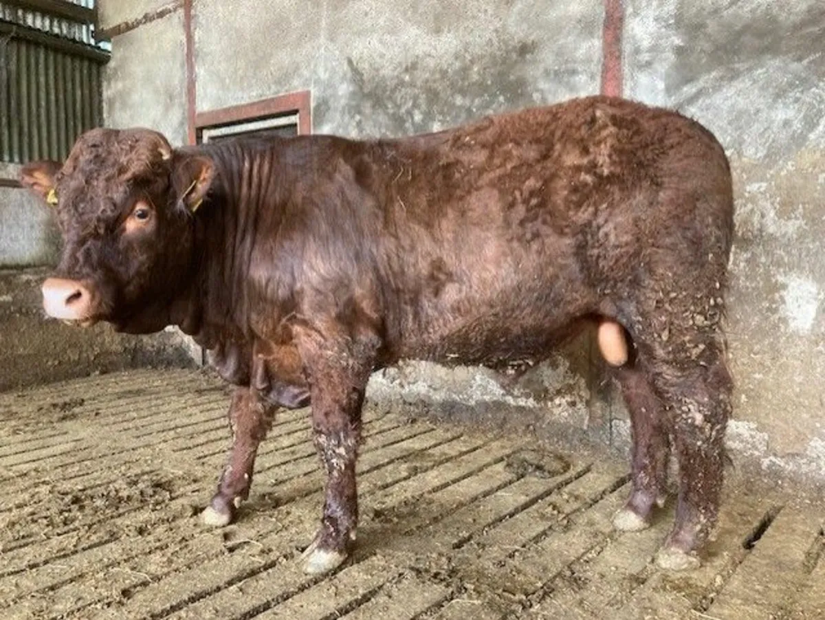 Pedigree Saler  bull