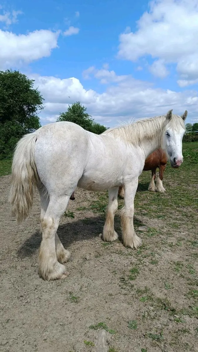 2yo 15.3hh Cob Colt - Image 1