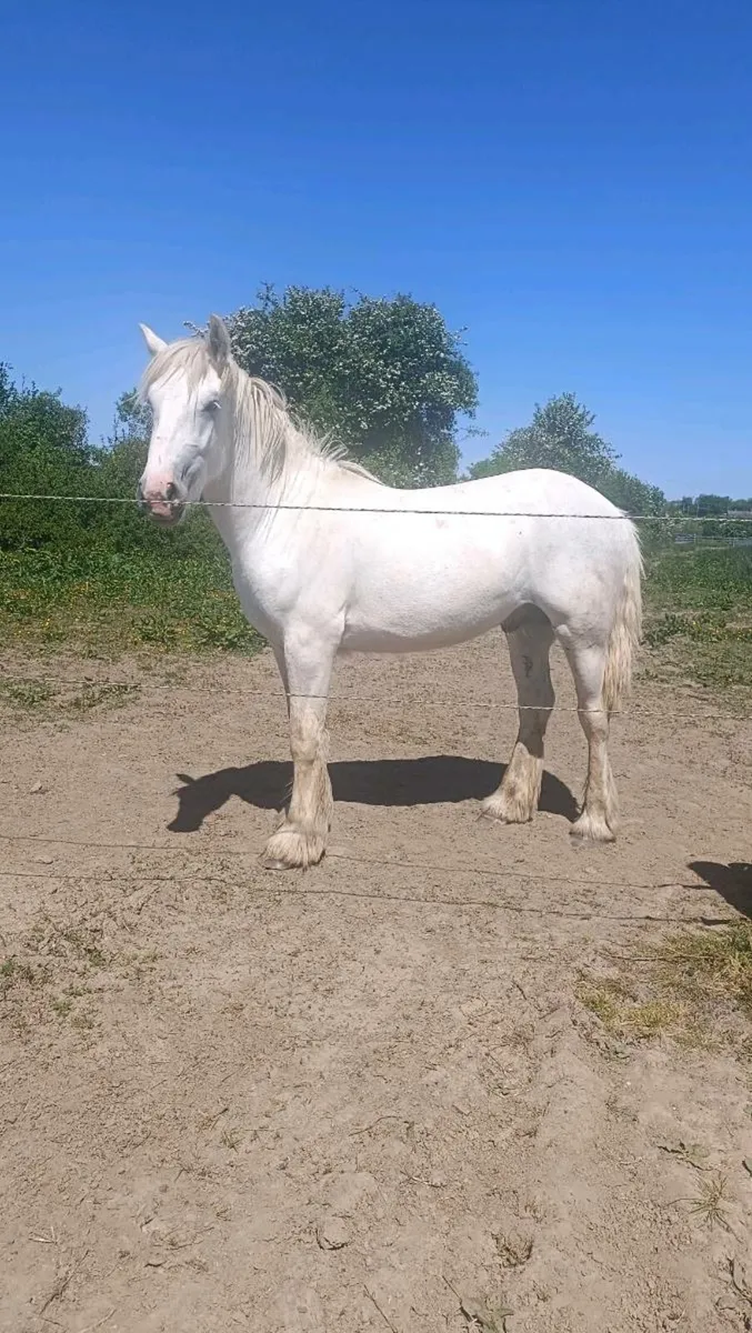 2yo 15.3hh Cob Colt - Image 2