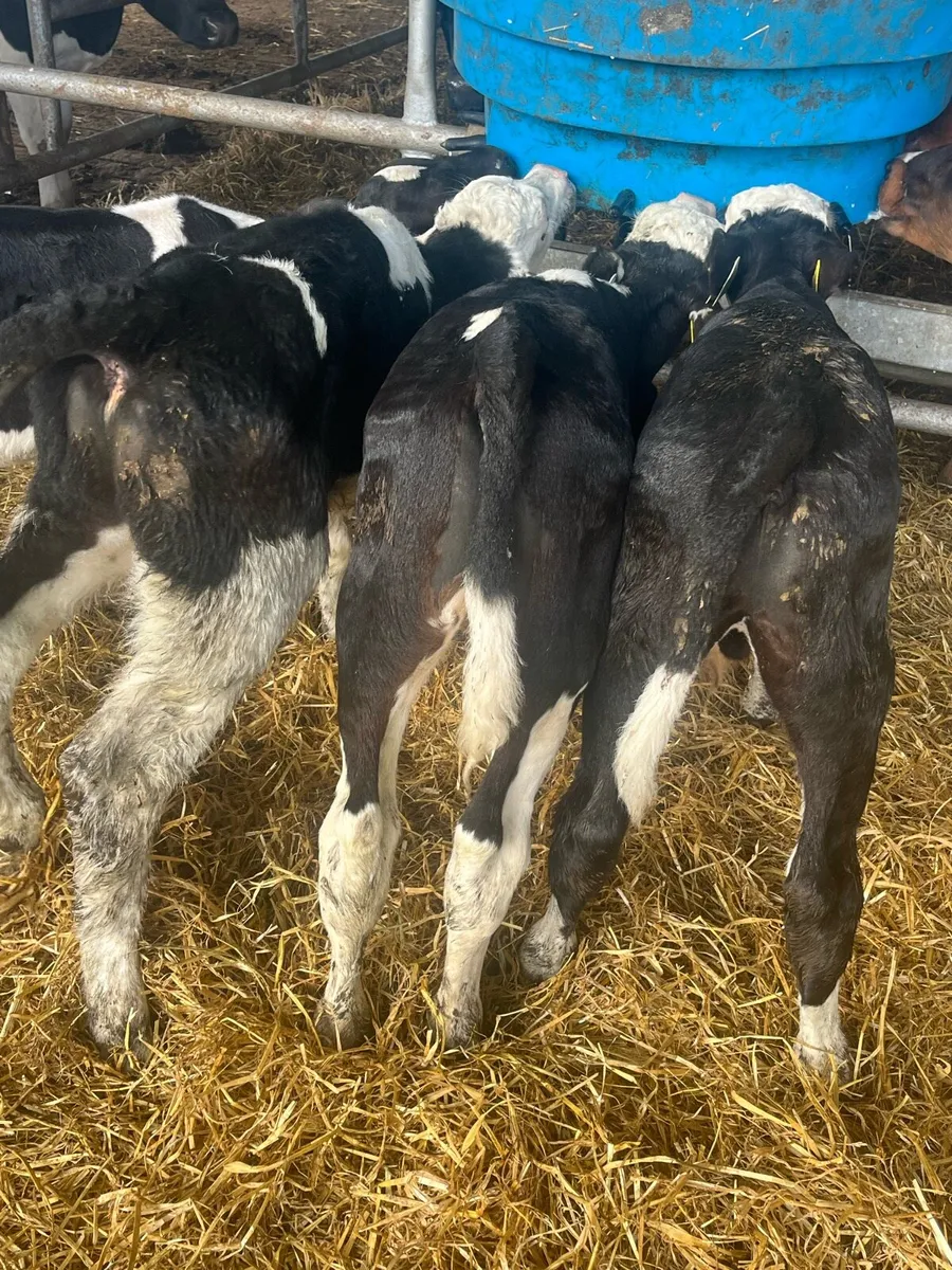 Hereford bulls & fr heifer - Image 1