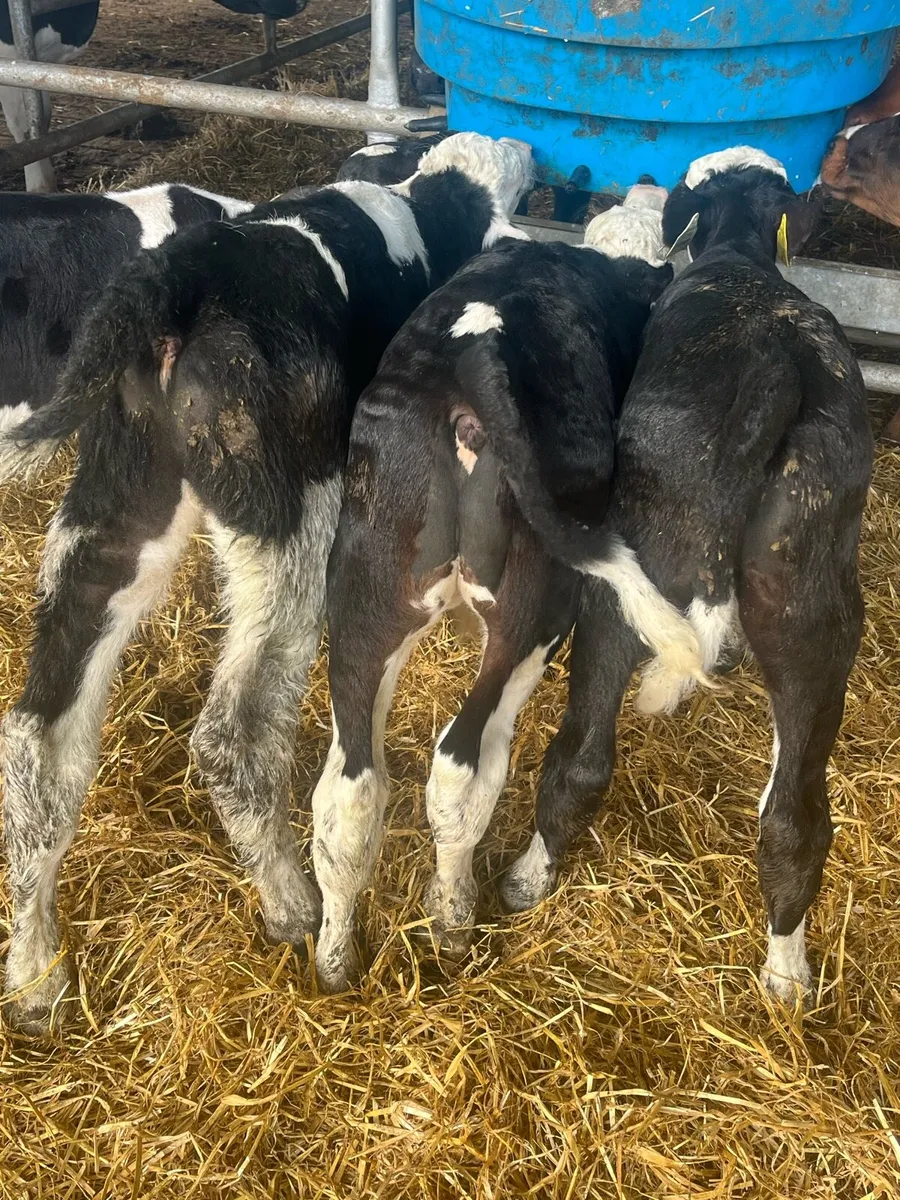 Hereford bulls & fr heifer - Image 2