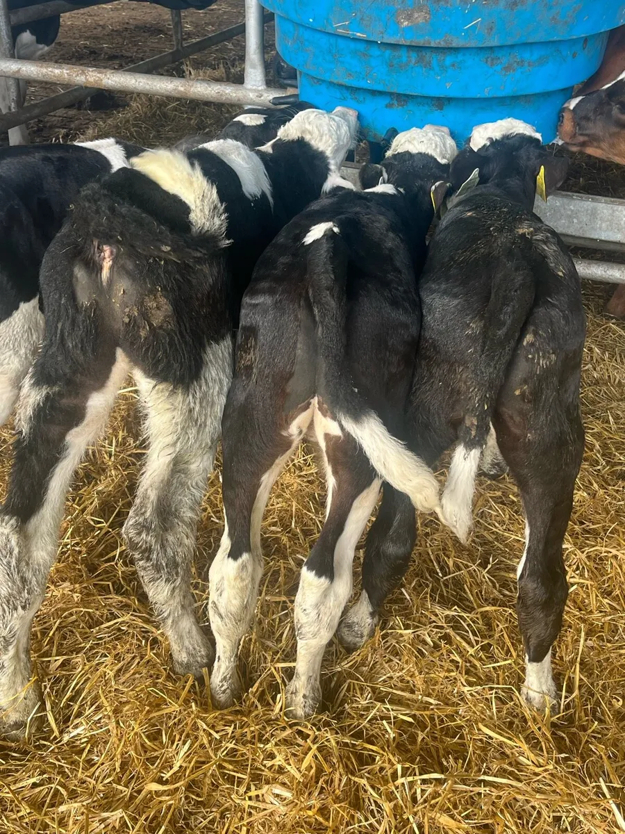 Hereford bulls & fr heifer - Image 3