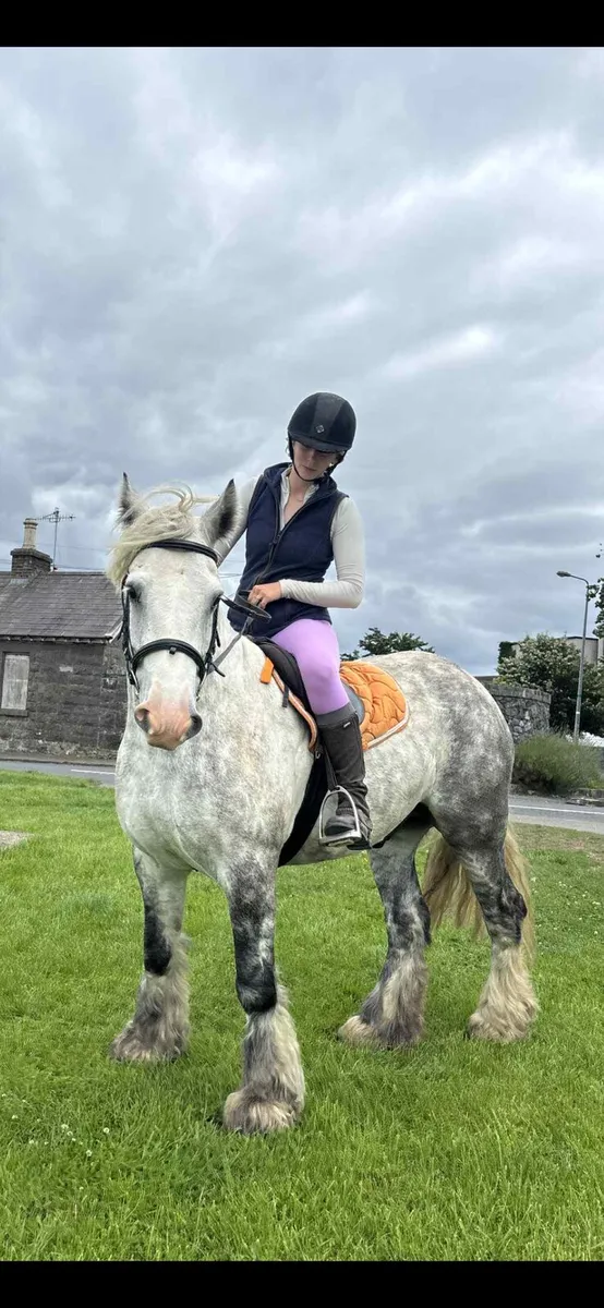 Perfect family pony - Image 1