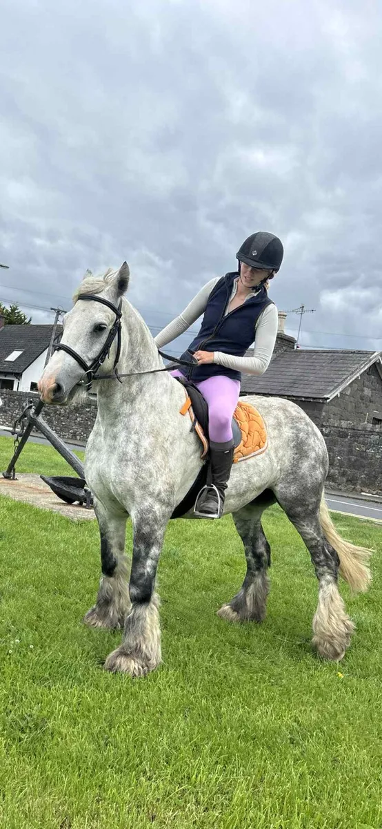 Perfect family pony - Image 2