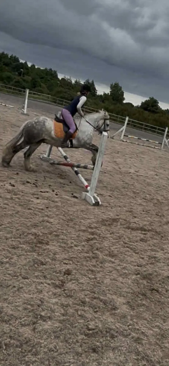 Perfect family pony - Image 3