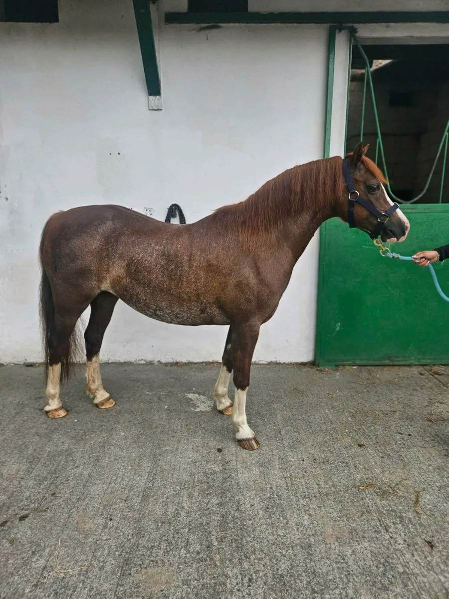 Perfect inland show pony/broodmare - Image 2