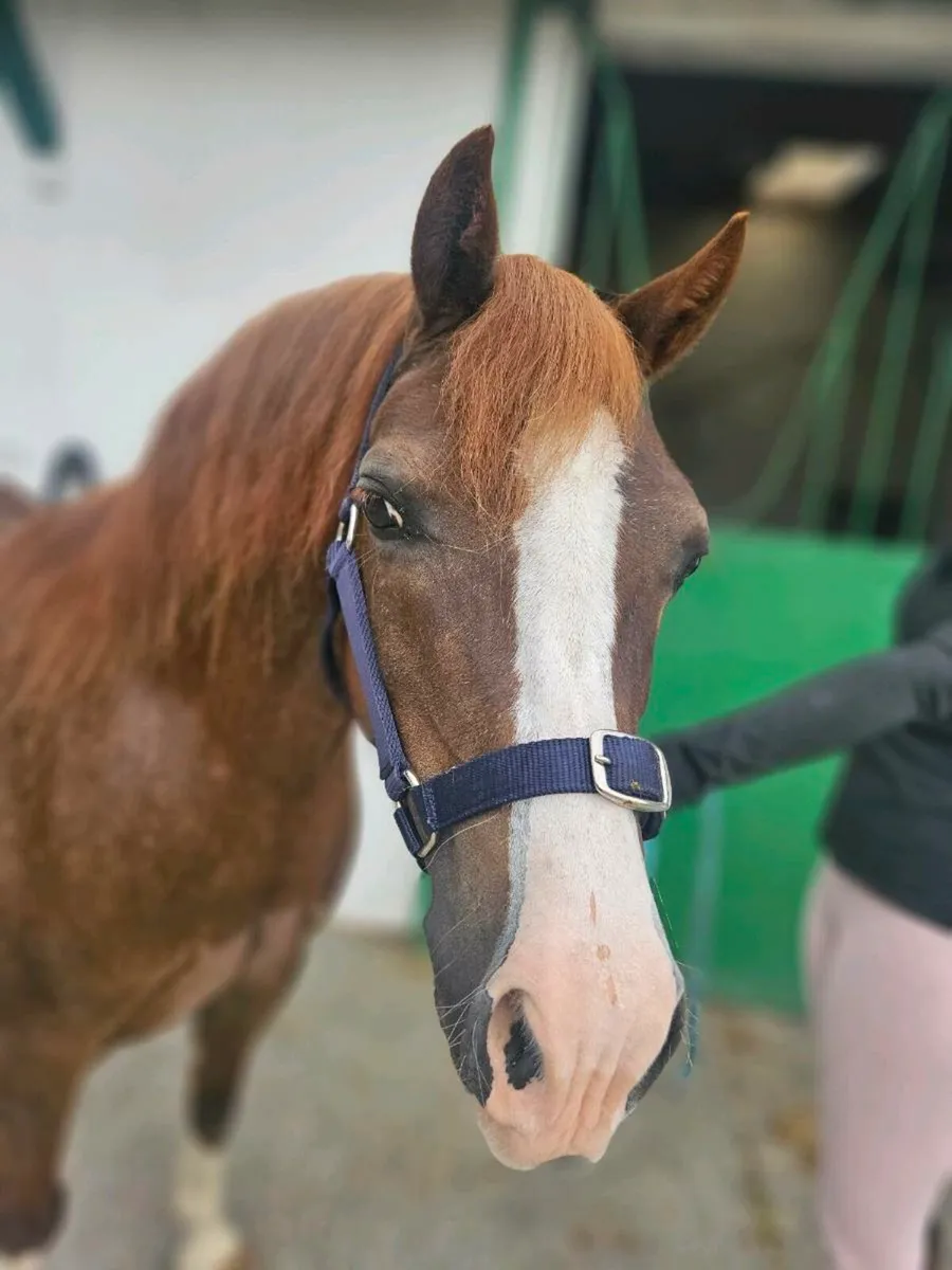 Perfect inland show pony/broodmare - Image 3