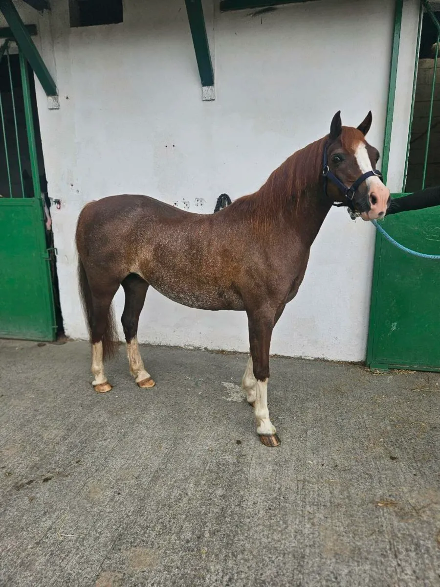 Perfect inland show pony/broodmare - Image 4
