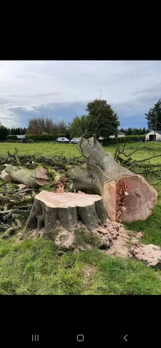 Tree felling service available - Image 1