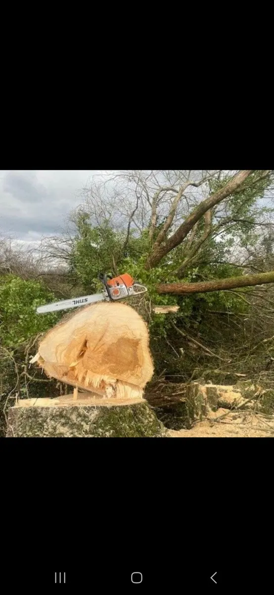 Tree felling service available - Image 3