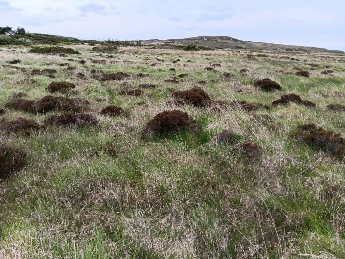 Grazing land - Image 2