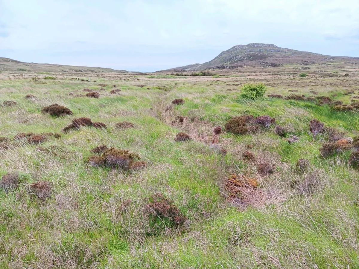 Grazing land - Image 3