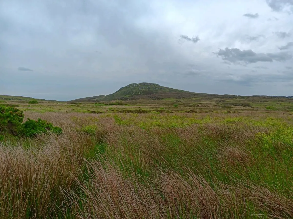 Grazing land - Image 4