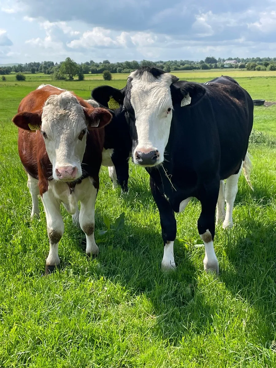 WANTED -Angus and Hereford - Image 1