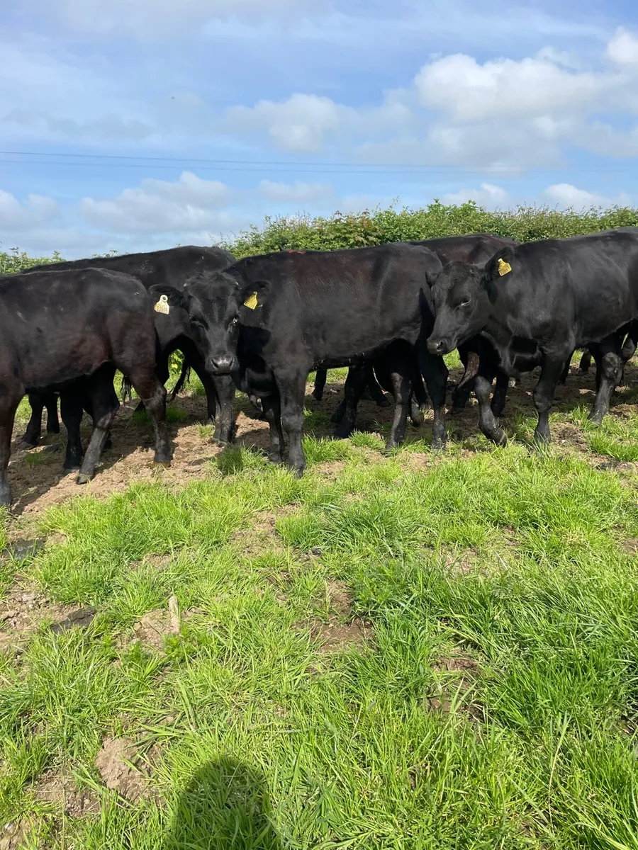 WANTED -Angus and Hereford - Image 2