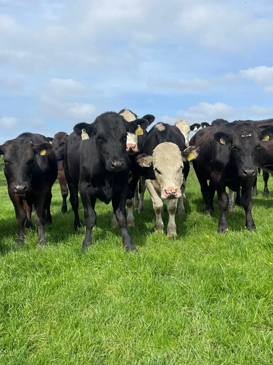 WANTED -Angus and Hereford - Image 3