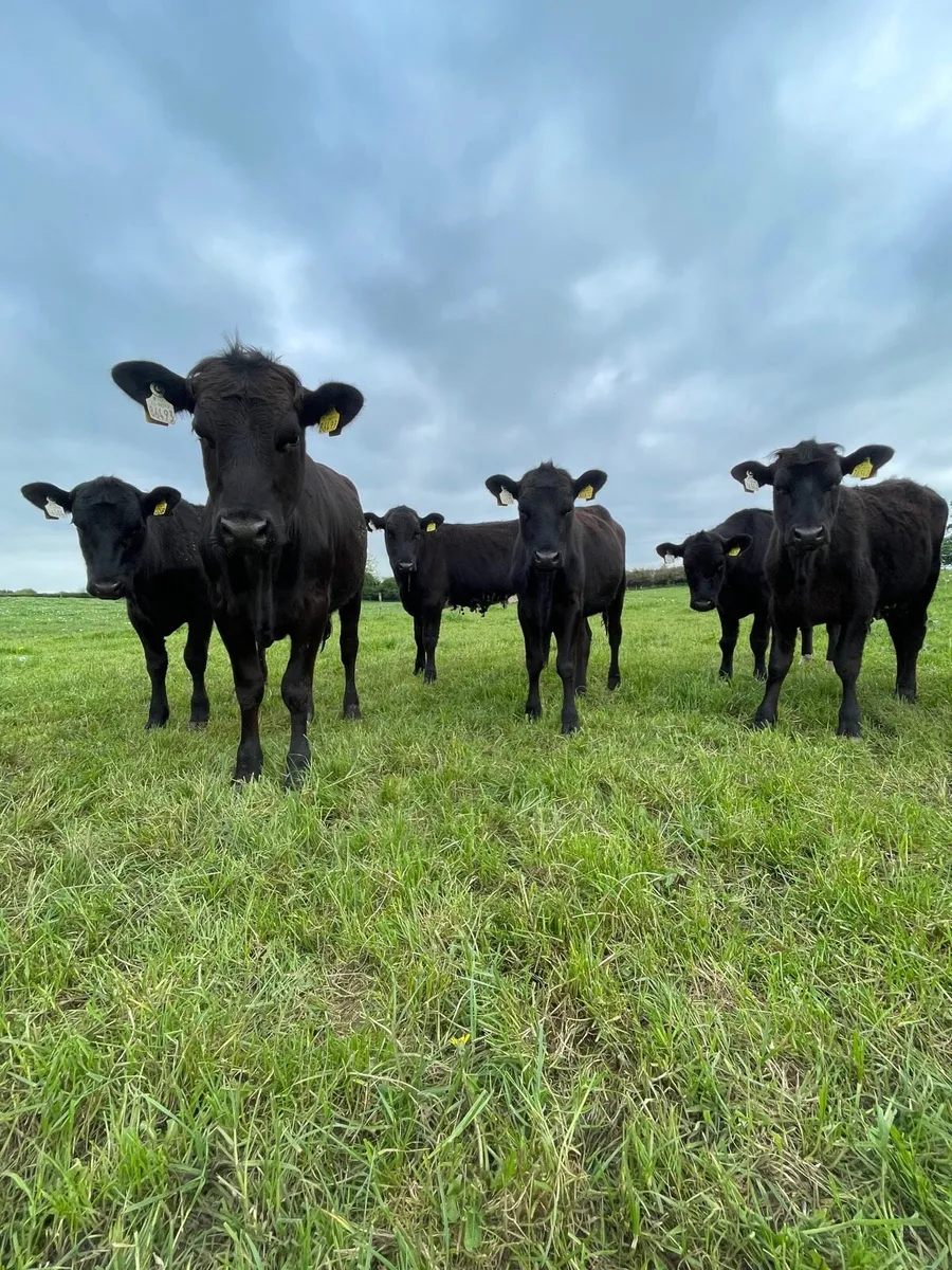 WANTED -Angus and Hereford - Image 4