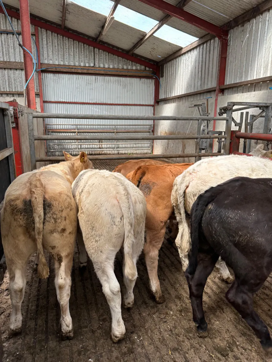 Charolais and lim heifers - Image 3