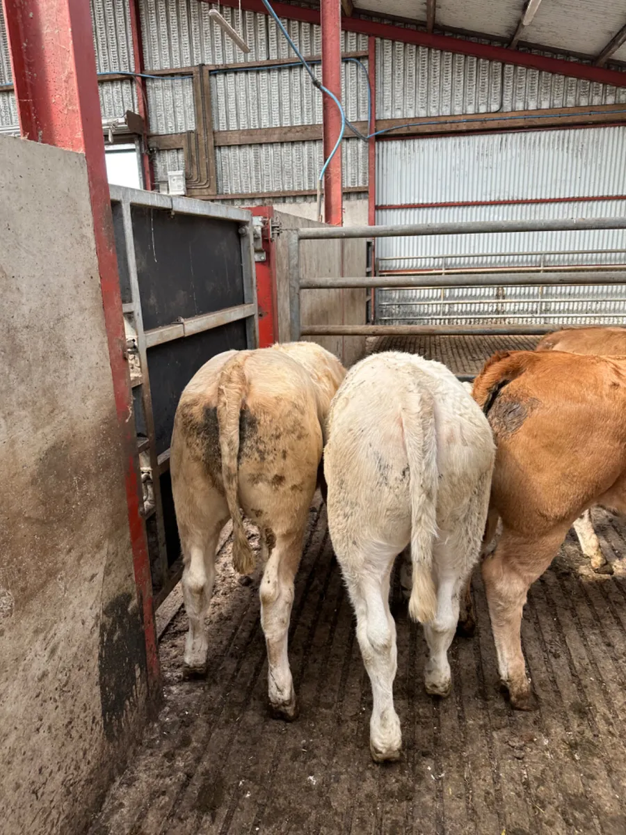 Charolais and lim heifers - Image 2