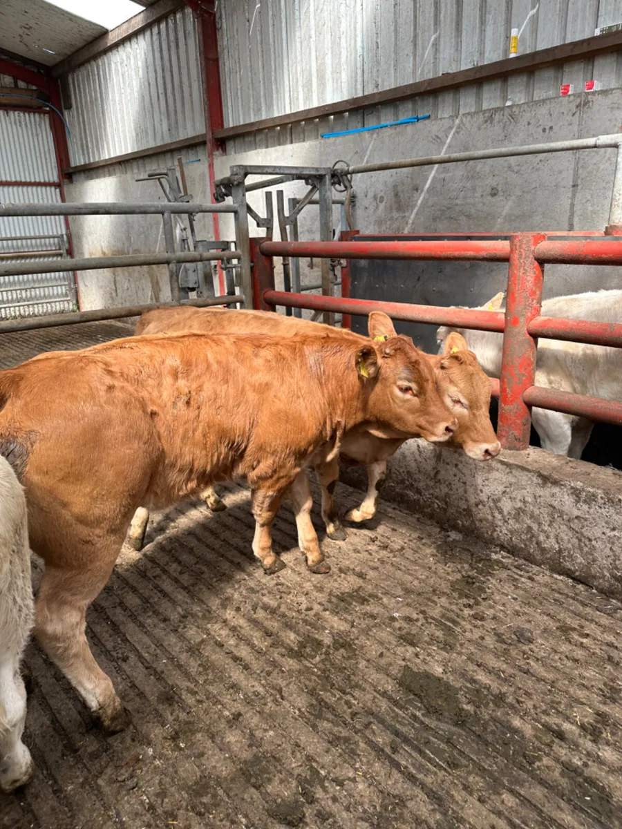 Charolais and lim heifers - Image 1