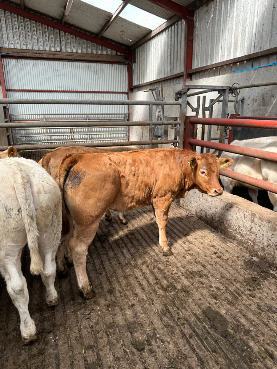 Charolais and lim heifers - Image 4