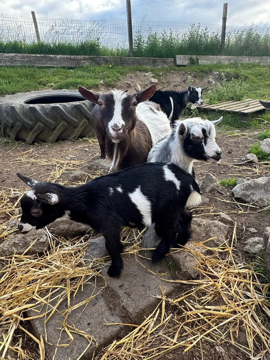 Pygmy Goats - Image 2