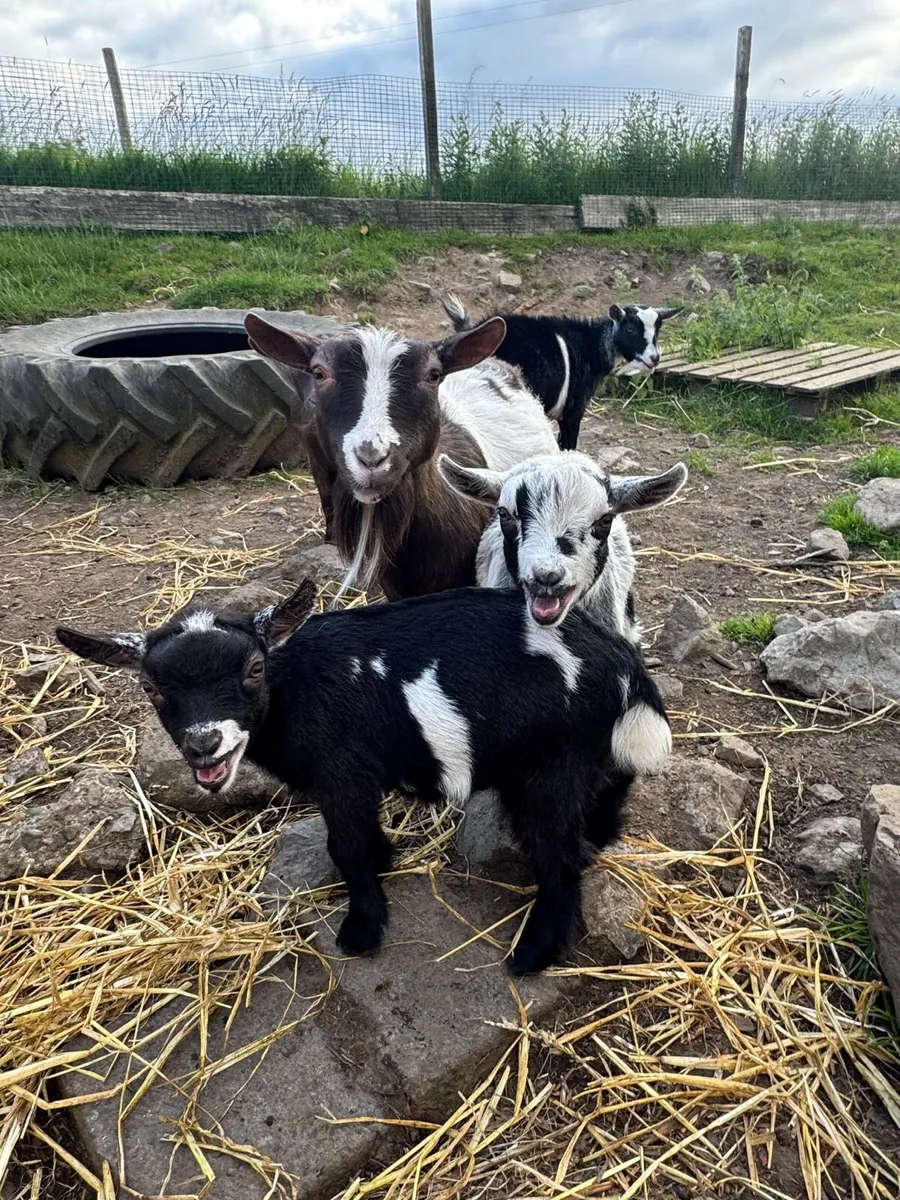 Pygmy Goats - Image 3