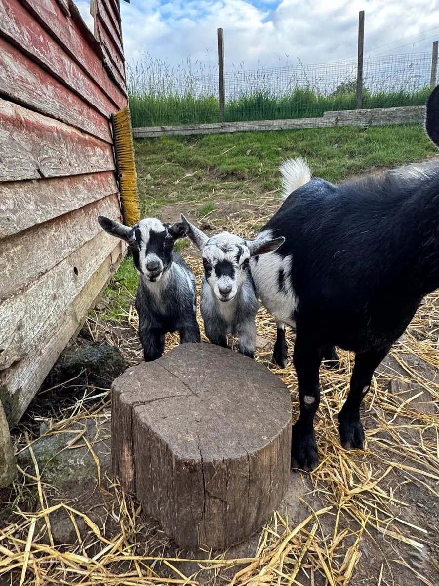 Pygmy Goats - Image 1