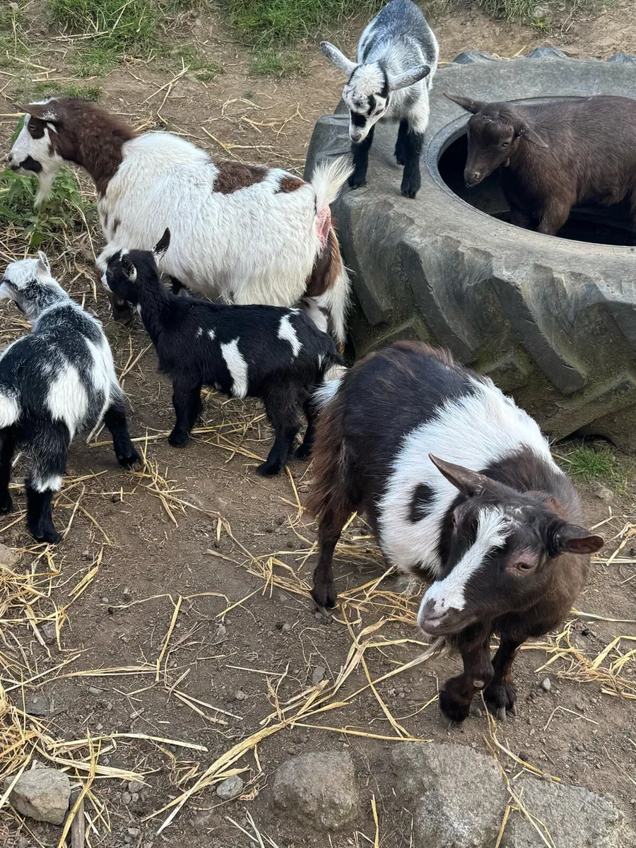 Pygmy Goats - Image 4