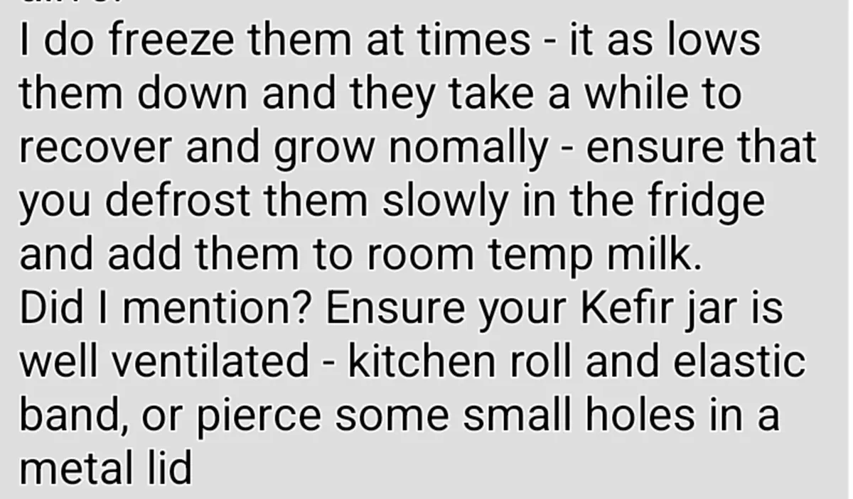 Kefir Grains - Image 3