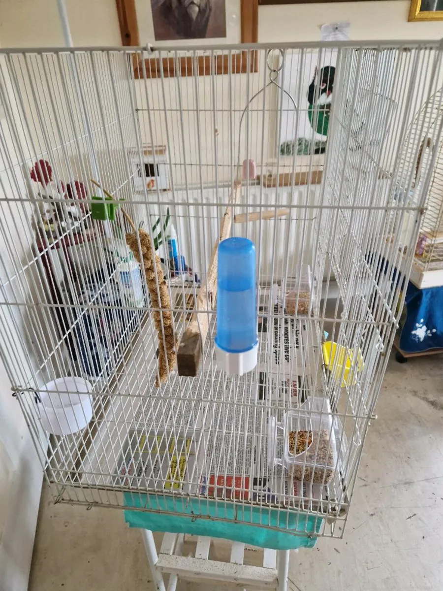 Bird cage. - Image 2